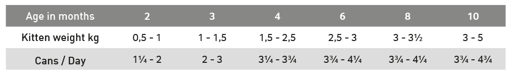 mediterano kitten konz uputa 11 2021