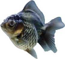 DNK D-Sign Ribe i gmazovi image