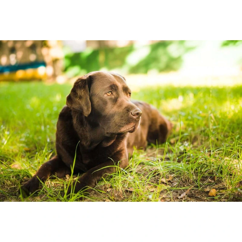 Canina Calcium Carbonatum tbl. 350 g Canina Calcium Carbonatum tbl.