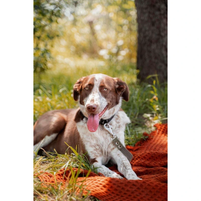 Canina Češnjak tablete 180 g Canina Češnjak tablete