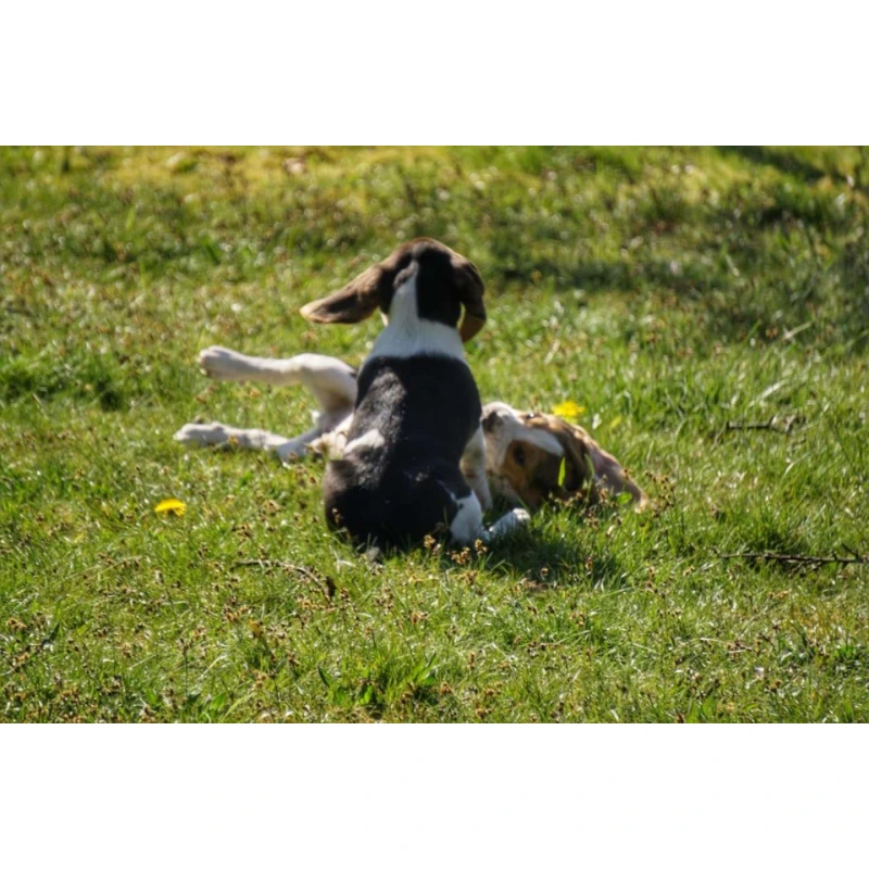 Canina PETVITAL Novermin za male pse 2 ml Canina PETVITAL Novermin