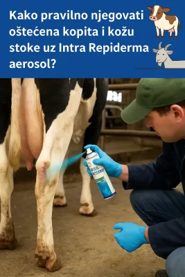 Kako pravilno njegovati oštećena kopita i kožu stoke uz Intra Repiderma aerosol?