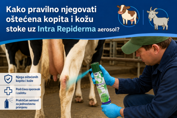 Kako pravilno njegovati oštećena kopita i kožu stoke uz Intra Repiderma aerosol?